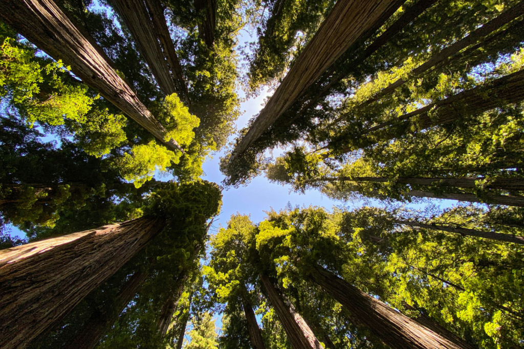 Redwood National and State Parks